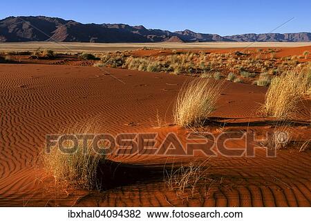 Southern foothills of the Namib desert, sand dunes with tufts of grass, behind the Tiras Mountains, evening light, Namibia, Africa View Large Photo Image Stock Image - Southern foothills of the Namib desert, sand dunes with tufts of grass, behind the Tiras Mountains, evening light, Namibia, Africa. Fotosearch