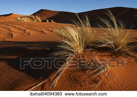 Southern foothills of the Namib desert, sand dunes with tufts of grass, evening light, Namibia, Africa View Large Photo Image Stock Image - Southern foothills of the Namib desert, sand dunes with tufts of grass, evening light, Namibia, Africa. Fotosearch