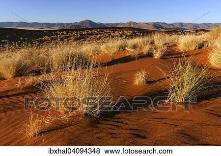 Southern foothills of the Namib desert, sand dunes with tufts of grass, behind the Tiras Mountains, evening light, Namibia, Africa View Large Photo Image Stock Photo - Southern foothills of the Namib desert, sand dunes with tufts of grass, behind the Tiras Mountains, evening light, Namibia, Africa. Fotosearch