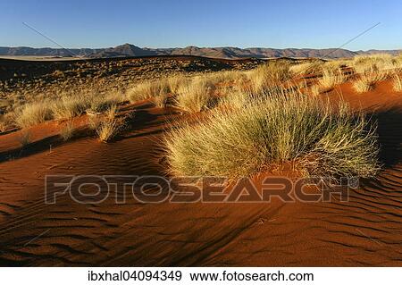 Stock Photo - Southern foothills of the Namib desert, sand dunes with tufts of grass, behind the Tiras Mountains, evening light, Namibia, Africa. Fotosearch