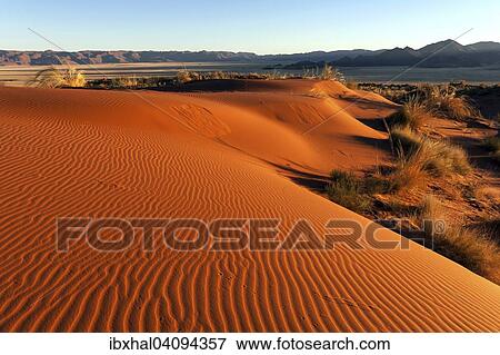 Southern foothills of the Namib desert, sand dunes with tufts of grass, behind the Tiras Mountains, morning light, Namibia, Africa View Large Photo Image Stock Photo - Southern foothills of the Namib desert, sand dunes with tufts of grass, behind the Tiras Mountains, morning light, Namibia, Africa. Fotosearch