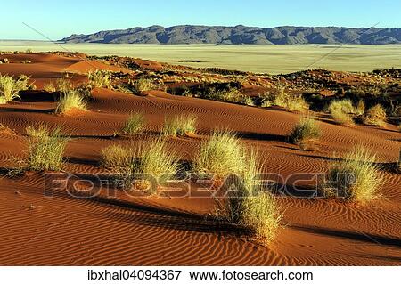 Southern foothills of the Namib desert, sand dunes with tufts of grass, behind the Tiras Mountains, morning light, Namibia, Africa View Large Photo Image Stock Photo - Southern foothills of the Namib desert, sand dunes with tufts of grass, behind the Tiras Mountains, morning light, Namibia, Africa. Fotosearch