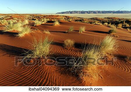 Southern foothills of the Namib desert, sand dunes with tufts of grass, behind the Tiras Mountains, morning light, Namibia, Africa View Large Photo Image Stock Photo - Southern foothills of the Namib desert, sand dunes with tufts of grass, behind the Tiras Mountains, morning light, Namibia, Africa. Fotosearch