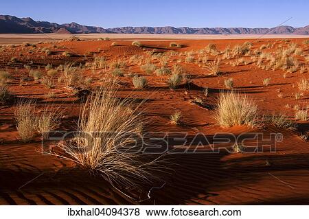 Stock Photo - Southern foothills of the Namib desert, sand dunes with tufts of grass, behind the Tiras Mountains, evening light, Namibia, Africa. Fotosearch