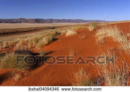 Southern foothills of the Namib desert, sand dunes with tufts of grass, behind the Tiras Mountains, evening light, Namibia, Africa View Large Photo Image Stock Photograph - Southern foothills of the Namib desert, sand dunes with tufts of grass, behind the Tiras Mountains, evening light, Namibia, Africa. Fotosearch