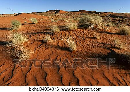 Southern foothills of the Namib desert, sand dunes with tufts of grass, evening light, Namibia, Africa View Large Photo Image Stock Photograph - Southern foothills of the Namib desert, sand dunes with tufts of grass, evening light, Namibia, Africa. Fotosearch