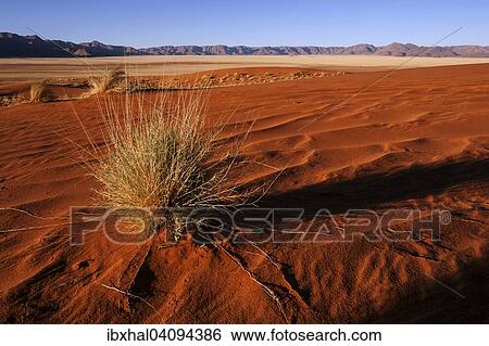 Southern foothills of the Namib desert, sand dunes with tufts of grass, behind the Tiras Mountains, evening light, Namibia, Africa View Large Photo Image Stock Photograph - Southern foothills of the Namib desert, sand dunes with tufts of grass, behind the Tiras Mountains, evening light, Namibia, Africa. Fotosearch
