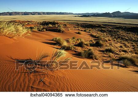 Southern foothills of the Namib desert, sand duneswith tufts of grass, behind the Tiras Mountains, morning light, Namibia, Africa View Large Photo Image Stock Photography - Southern foothills of the Namib desert, sand duneswith tufts of grass, behind the Tiras Mountains, morning light, Namibia, Africa. Fotosearch