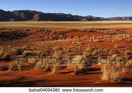 Southern foothills of the Namib desert, sand dunes with tufts of grass, behind the Tiras Mountains, evening light, Namibia, Africa View Large Photo Image Stock Photography - Southern foothills of the Namib desert, sand dunes with tufts of grass, behind the Tiras Mountains, evening light, Namibia, Africa. Fotosearch