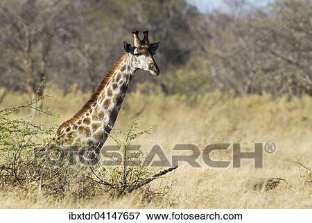 Southern Giraffe (Giraffa camelopardalis giraffa), resting male, Okavango Delta, Moremi Game Reserve, Botswana, Africa View Large Photo Image Stock Photo - Southern Giraffe (Giraffa camelopardalis giraffa), resting male, Okavango Delta, Moremi Game Reserve, Botswana, Africa. Fotosearch