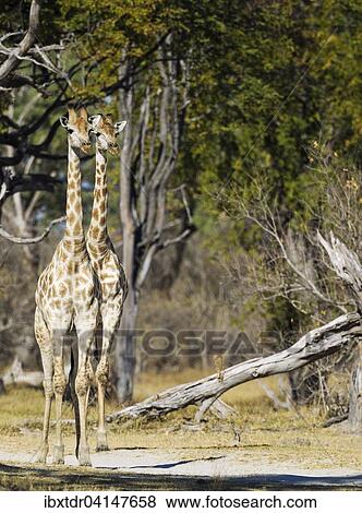 Southern Giraffe (Giraffa camelopardalis giraffa), attentively observing, Okavango Delta, Moremi Game Reserve, Botswana, Africa View Large Photo Image Stock Photo - Southern Giraffe (Giraffa camelopardalis giraffa), attentively observing, Okavango Delta, Moremi Game Reserve, Botswana, Africa. Fotosearch