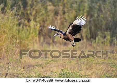 Southern ground hornbill (Bucorvus leadbeateri), young bird, flying, South Luangwa National Park, Zambia, Africa View Large Photo Image Stock Photo - Southern ground hornbill (Bucorvus leadbeateri), young bird, flying, South Luangwa National Park, Zambia, Africa. Fotosearch