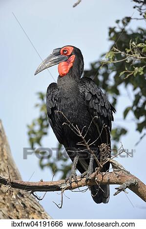 Southern Ground Hornbill (Bucorvus leadbeateri), perched on tree branch, Maasai Mara National Reserve, Kenya, Africa View Large Photo Image Stock Photograph - Southern Ground Hornbill (Bucorvus leadbeateri), perched on tree branch, Maasai Mara National Reserve, Kenya, Africa. Fotosearch