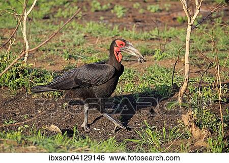 Southern Ground Hornbill (Bucorvus leadbeateri), adult with prey, running, Kruger National Park, South Africa, Africa View Large Photo Image Stock Photograph - Southern Ground Hornbill (Bucorvus leadbeateri), adult with prey, running, Kruger National Park, South Africa, Africa. Fotosearch