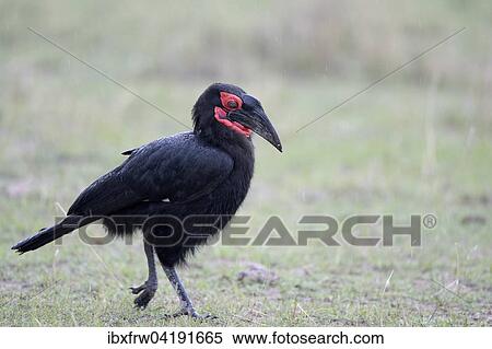 Stock Photography - Southern Ground Hornbill (Bucorvus leadbeateri), Maasai Mara National Reserve, Kenya, Africa. Fotosearch