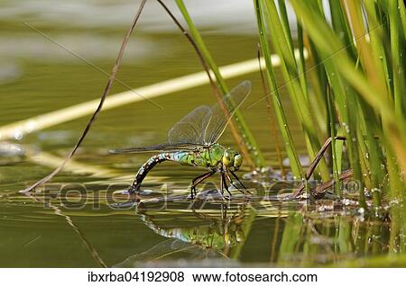Southern Hawker (Aeshna cyanea), female laying eggs, North Rhine-Westphalia, Germany, Europe View Large Photo Image Stock Photo - Southern Hawker (Aeshna cyanea), female laying eggs, North Rhine-Westphalia, Germany, Europe. Fotosearch