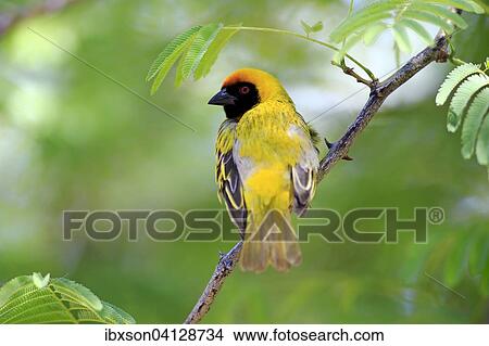 Picture - Southern Masked Weaver (Ploceus velatus), adult, male, Tswalu Game Reserve, Kalahari Desert, South Africa, Africa. Fotosearch