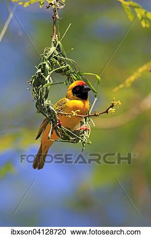 Stock Image - Southern Masked Weaver (Ploceus velatus), adult, male, at nest, Tswalu Game Reserve, Kalahari Desert, South Africa, Africa. Fotosearch