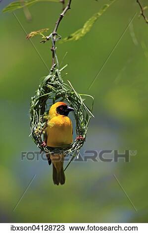 Southern Masked Weaver (Ploceus velatus), adult, male, at nest, Tswalu Game Reserve, Kalahari Desert, South Africa, Africa View Large Photo Image Stock Image - Southern Masked Weaver (Ploceus velatus), adult, male, at nest, Tswalu Game Reserve, Kalahari Desert, South Africa, Africa. Fotosearch
