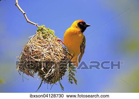 Southern Masked Weaver (Ploceus velatus), adult, male, at nest, Tswalu Game Reserve, Kalahari Desert, South Africa, Africa View Large Photo Image Stock Image - Southern Masked Weaver (Ploceus velatus), adult, male, at nest, Tswalu Game Reserve, Kalahari Desert, South Africa, Africa. Fotosearch