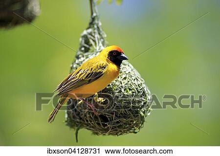 Southern Masked Weaver (Ploceus velatus), adult, male, at nest, Tswalu Game Reserve, Kalahari Desert, South Africa, Africa View Large Photo Image Stock Image - Southern Masked Weaver (Ploceus velatus), adult, male, at nest, Tswalu Game Reserve, Kalahari Desert, South Africa, Africa. Fotosearch
