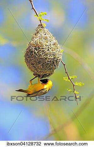 Southern Masked Weaver (Ploceus velatus), adult, male, nest-building, weaving nest, Tswalu Game Reserve, Kalahari Desert, South Africa, Africa View Large Photo Image Stock Image - Southern Masked Weaver (Ploceus velatus), adult, male, nest-building, weaving nest, Tswalu Game Reserve, Kalahari Desert, South Africa, Africa. Fotosearch