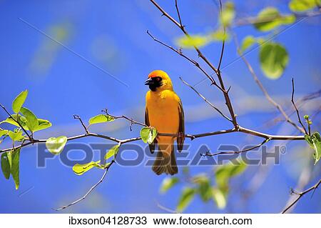Southern Masked Weaver (Ploceus velatus), adult, male, calling, Tswalu Game Reserve, Kalahari Desert, South Africa, Africa View Large Photo Image Stock Image - Southern Masked Weaver (Ploceus velatus), adult, male, calling, Tswalu Game Reserve, Kalahari Desert, South Africa, Africa. Fotosearch