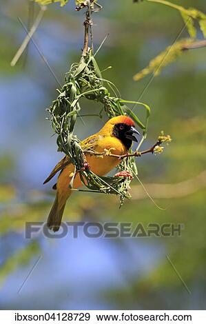 Southern Masked Weaver (Ploceus velatus), adult, male, at nest, calling, Tswalu Game Reserve, Kalahari Desert, South Africa, Africa View Large Photo Image Stock Photo - Southern Masked Weaver (Ploceus velatus), adult, male, at nest, calling, Tswalu Game Reserve, Kalahari Desert, South Africa, Africa. Fotosearch