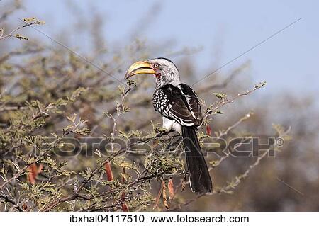 Southern yellow-billed hornbill (Tockus leucomelas) resting on a camel thorn tree, Etosha National Park, Namibia, Africa View Large Photo Image Stock Image - Southern yellow-billed hornbill (Tockus leucomelas) resting on a camel thorn tree, Etosha National Park, Namibia, Africa. Fotosearch