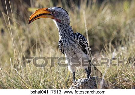 Southern yellow-billed hornbill (Tockus leucomelas), Etosha National Park, Namibia, Africa View Large Photo Image Stock Image - Southern yellow-billed hornbill (Tockus leucomelas), Etosha National Park, Namibia, Africa. Fotosearch