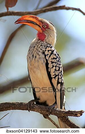 Southern Yellow-billed Hornbill (Tockus leucomelas), adult, Kruger National Park, South Africa, Africa View Large Photo Image Stock Image - Southern Yellow-billed Hornbill (Tockus leucomelas), adult, Kruger National Park, South Africa, Africa. Fotosearch