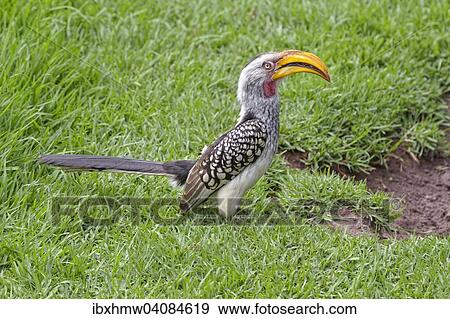 Stock Photo - Southern Yellow-billed Hornbill (Tockus leucomelas), captive, Plettenberg Bay, Eastern Cape, South Africa, Africa. Fotosearch