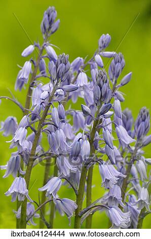Spanish bluebell (Hyacinthoides hispanica) cultivar, North Rhine-Westphalia, Germany, Europe View Large Photo Image Picture - Spanish bluebell (Hyacinthoides hispanica) cultivar, North Rhine-Westphalia, Germany, Europe. Fotosearch