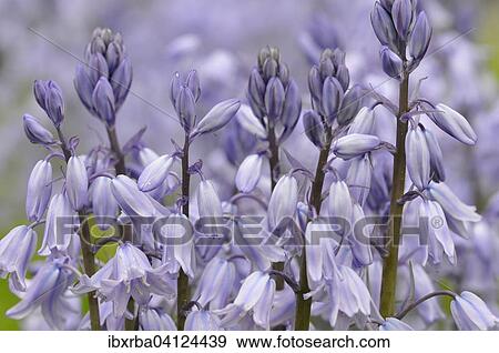 Spanish bluebell (Hyacinthoides hispanica) cultivar, North Rhine-Westphalia, Germany, Europe View Large Photo Image Stock Photo - Spanish bluebell (Hyacinthoides hispanica) cultivar, North Rhine-Westphalia, Germany, Europe. Fotosearch