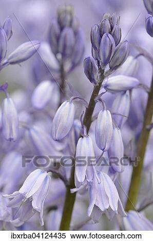 Spanish bluebell (Hyacinthoides hispanica) cultivar, North Rhine-Westphalia, Germany, Europe View Large Photo Image Stock Photography - Spanish bluebell (Hyacinthoides hispanica) cultivar, North Rhine-Westphalia, Germany, Europe. Fotosearch