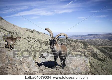 Spanish Ibexes (Capra pyrenaica), Sierra de Gredos, Avila, Castile and Leon, Spain, Europe View Large Photo Image Picture - Spanish Ibexes (Capra pyrenaica), Sierra de Gredos, Avila, Castile and Leon, Spain, Europe. Fotosearch