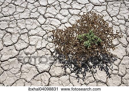 Sparse vegetation on the salt and clay pan, Hidden Vlei, Namib Desert, Namib Naukluft Park, Namibia, Africa View Large Photo Image Stock Image - Sparse vegetation on the salt and clay pan, Hidden Vlei, Namib Desert, Namib Naukluft Park, Namibia, Africa. Fotosearch