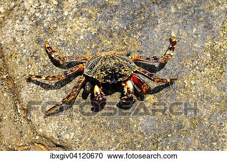 Stock Image - Spider crab (Neosarmatium meinerti) on a rock, Baie de Soulou, Mayotte, Comoros, Africa. Fotosearch