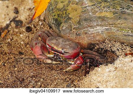 Spider Crab (Neosarmatium meinerti), Curieuse Island, Seychelles, Africa View Large Photo Image Stock Photo - Spider Crab (Neosarmatium meinerti), Curieuse Island, Seychelles, Africa. Fotosearch