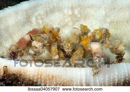 Spider Decorator Crab (Camposcia retusa), Bohol Sea, Cebu, Philippines, Asia View Large Photo Image Stock Photo - Spider Decorator Crab (Camposcia retusa), Bohol Sea, Cebu, Philippines, Asia. Fotosearch