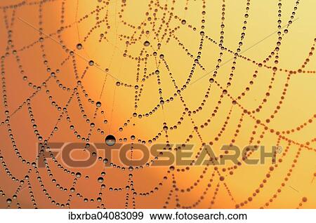 Spider web with dew at sunrise, North Rhine-Westphalia, Germany, Europe View Large Photo Image Stock Photo - Spider web with dew at sunrise, North Rhine-Westphalia, Germany, Europe. Fotosearch