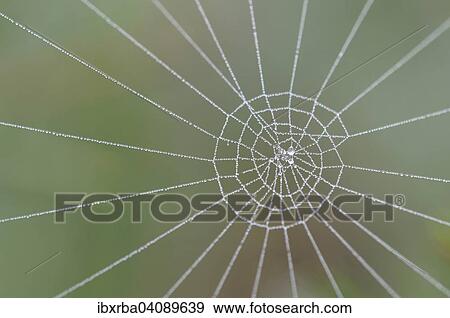 Spider web with dew drops, North Rhine-Westphalia, Germany, Europe View Large Photo Image Stock Photo - Spider web with dew drops, North Rhine-Westphalia, Germany, Europe. Fotosearch