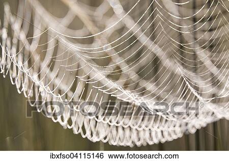 Spider web with dew drops View Large Photo Image Stock Photograph - Spider web with dew drops. Fotosearch