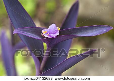 Spiderworts (Tradescantia), flowering, Bavaria, Germany, Europe View Large Photo Image Stock Image - Spiderworts (Tradescantia), flowering, Bavaria, Germany, Europe. Fotosearch