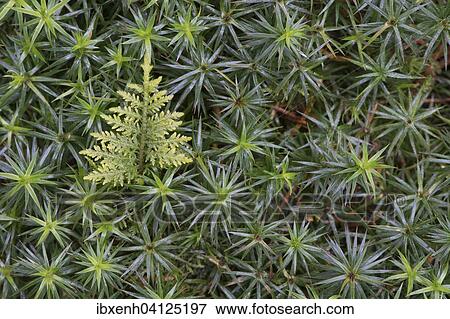 Spikemoss (Selaginella spec. ) on Common Haircap Moss (Polytrichum commune), Emsland, Lower Saxony, Germany, Europe View Large Photo Image Stock Photo - Spikemoss (Selaginella spec. ) on Common Haircap Moss (Polytrichum commune), Emsland, Lower Saxony, Germany, Europe. Fotosearch