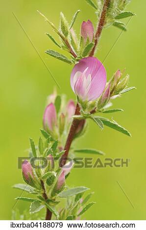 Spiny Restharrow (Ononis spinosa), inflorescence, North Rhine-Westphalia, Germany, Europe View Large Photo Image Stock Photo - Spiny Restharrow (Ononis spinosa), inflorescence, North Rhine-Westphalia, Germany, Europe. Fotosearch
