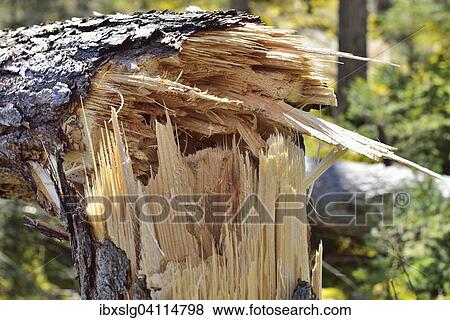 Split tree, peat bog Nicklheim in Raubling, pre-Alps, Bavaria, Germany, Europe View Large Photo Image Stock Photo - Split tree, peat bog Nicklheim in Raubling, pre-Alps, Bavaria, Germany, Europe. Fotosearch