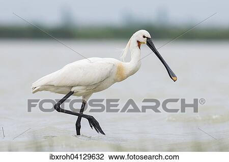 Stock Image - Spoonbill (Platalea leucorodia), Lake Neusiedl National Park, Burgenland, Austria, Europe. Fotosearch