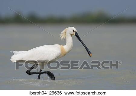 Stock Photograph - Spoonbill (Platalea leucorodia), Lake Neusiedl National Park, Burgenland, Austria, Europe. Fotosearch