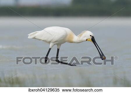 Spoonbill (Platalea leucorodia), Lake Neusiedl National Park, Burgenland, Austria, Europe View Large Photo Image Stock Photography - Spoonbill (Platalea leucorodia), Lake Neusiedl National Park, Burgenland, Austria, Europe. Fotosearch